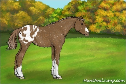 Horse Color:Chocolate Palomino Blanket
