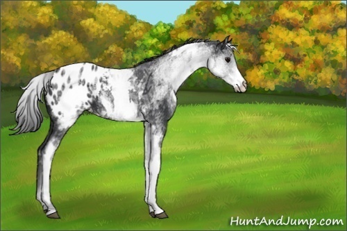 Horse Color:White Spotted Black Ice Appaloosa 