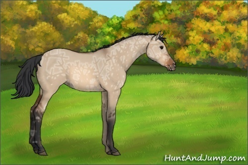 Horse Color:Bay Ice Dun