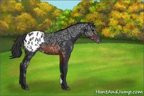 Horse Color:Brown Ice Appaloosa