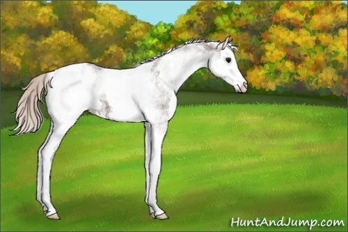 Horse Color:White Spotted Silver Black Splash Appaloosa 