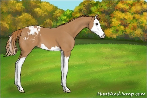 Horse Color:Chestnut Splash Appaloosa 