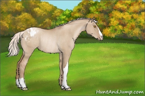 Horse Color:Silver Grullo Pearl Appaloosa Rabicano 
