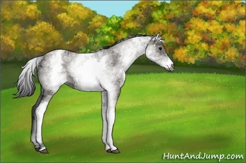 Horse Color:Gray White Spotted Grullo 
