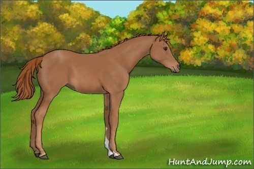 Horse Color:Chestnut 