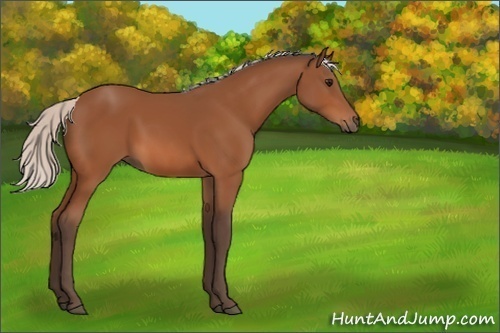 Horse Color:Silver Bay 
