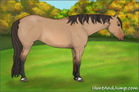 Horse Color:Bay Roan Dun
