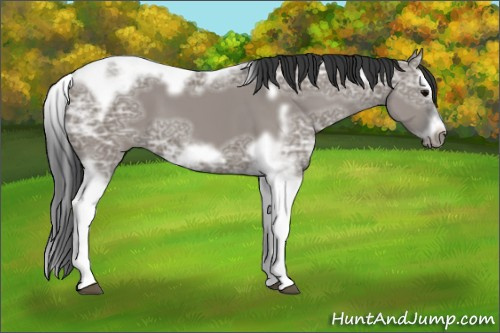 Horse Color: Unknown 