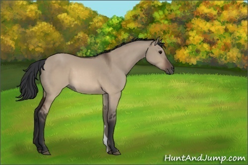 Horse Color:Unknown 