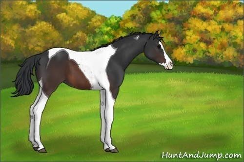 Horse Color:Unknown 