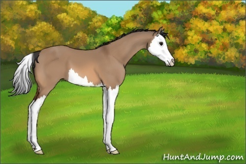 Horse Color:Unknown 