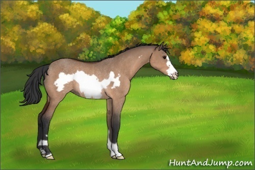 Horse Color:Unknown 