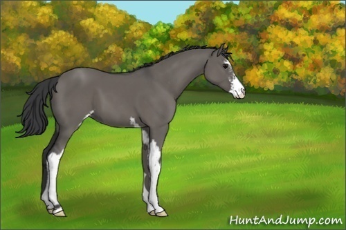 Horse Color:Unknown 