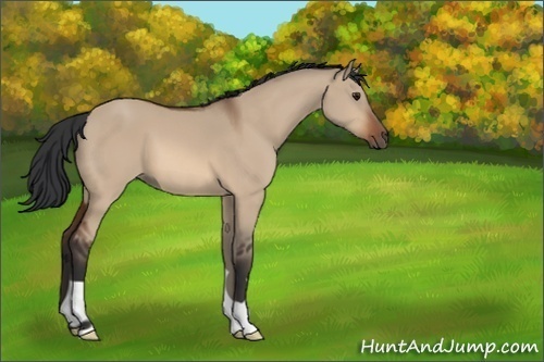 Horse Color:Unknown 