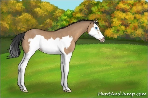 Horse Color:Unknown 
