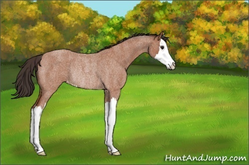 Horse Color:Bay Roan Splash Varnish Rabicano