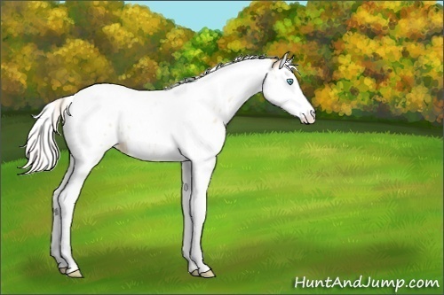 Horse Color:Silver Buckskin Pearl Dun Splash Tobiano Near Leopard Rabicano 