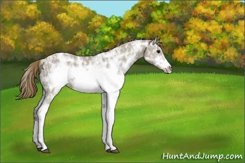 Horse Color:Smoky Grullo Ice Sabino Frame Appaloosa Rabicano 