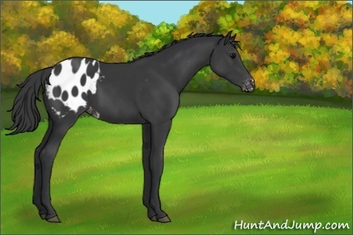 Horse Color:Black Appaloosa 