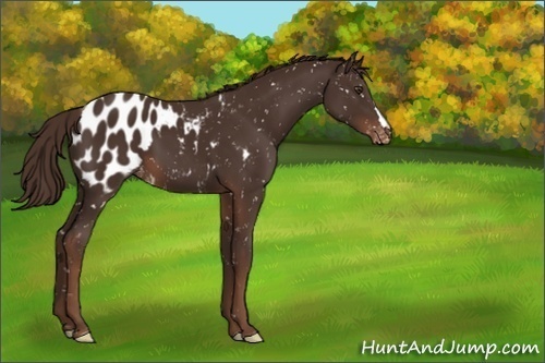 Horse Color:Liver Chestnut Appaloosa 