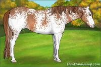 Horse Color:White Spotted Red Roan 