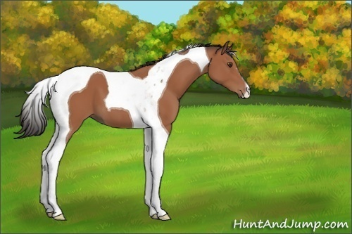 Horse Color:Brown Tobiano