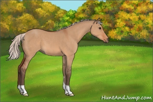 Horse Color:Silver Bay Dun 