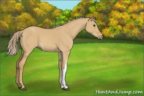 Horse Color:Palomino Dun