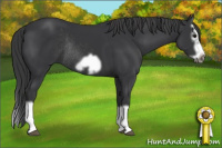 Horse Color:Black Splash Frame Rabicano