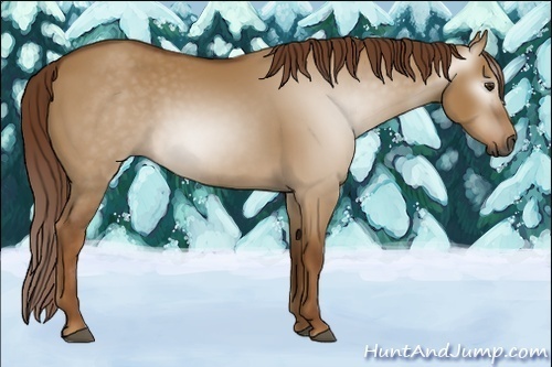 Horse Color:Gray Red Dun 