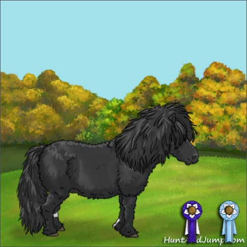 Horse Color:Black 
