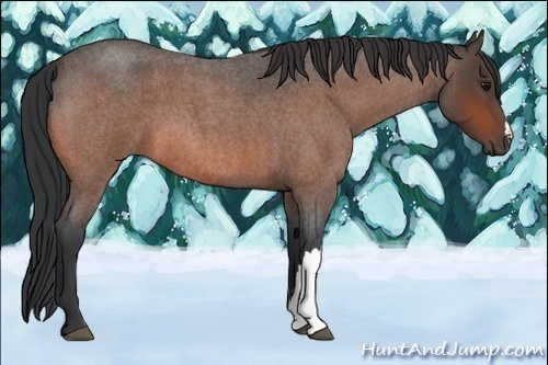 Horse Color:Bay Roan 