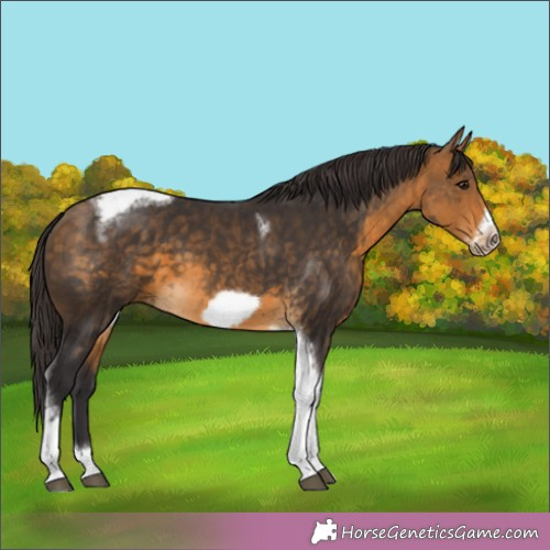 Horse Color: Buckskin Tobiano Frame 