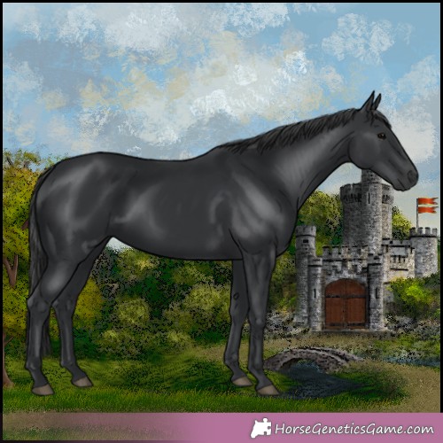 Horse Color:Black 