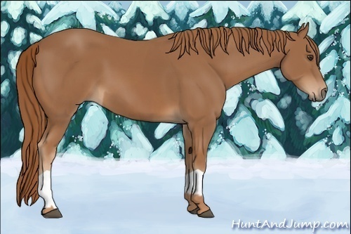 Horse Color:Chestnut  and Chestnut 