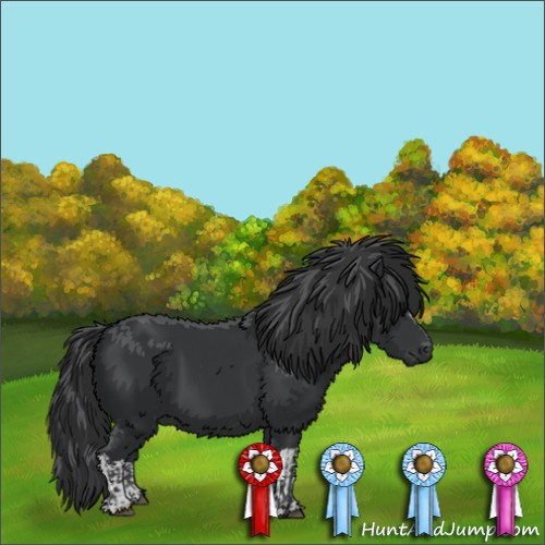 Horse Color:Black  and Black 