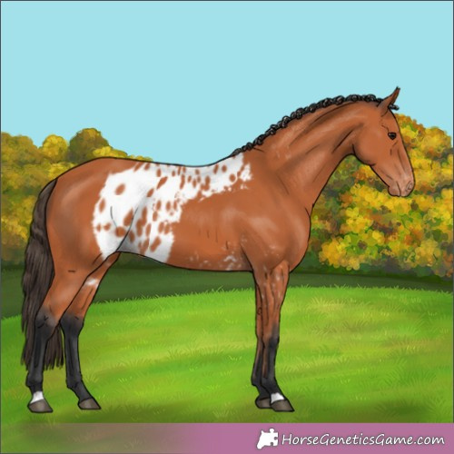 Horse Color:Bay Skewed Appaloosa 