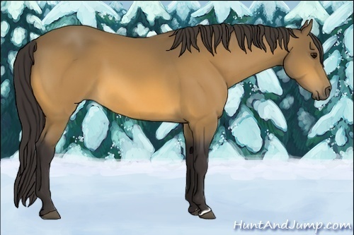 Horse Color:Buckskin 
