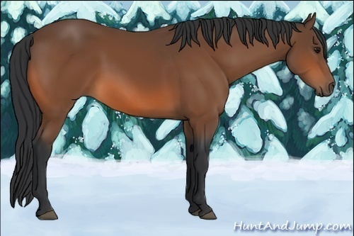 Horse Color:Bay 