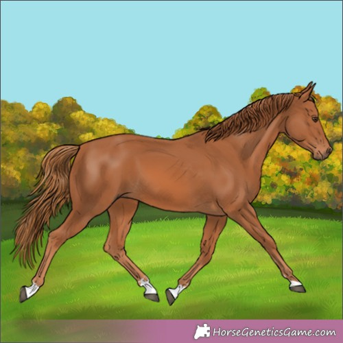 Horse Color:Chestnut 