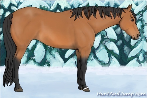 Horse Color:Bay 