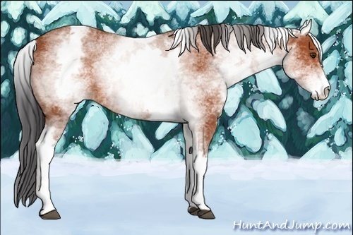 Horse Color:White Spotted Bay 