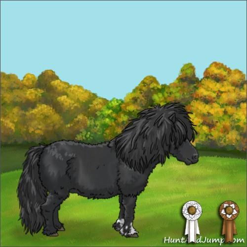 Horse Color:Black  and Black 