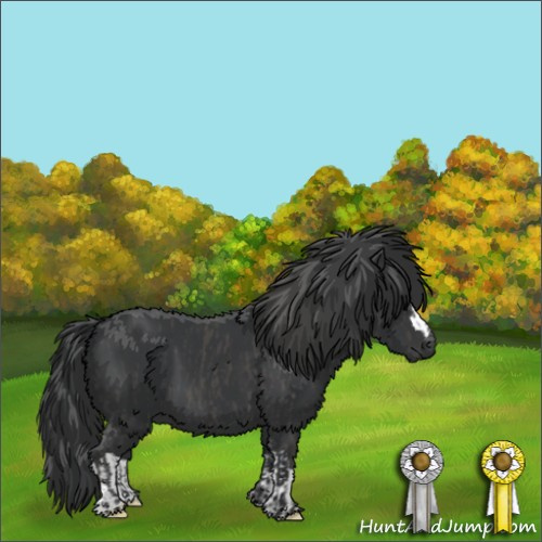 Horse Color:Black  and Black 