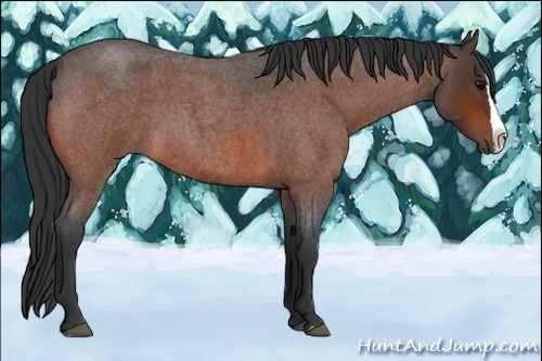 Horse Color:Unknown 