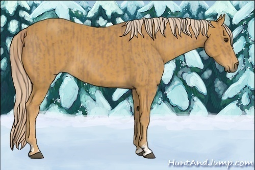Horse Color:Unknown 
