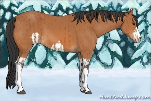 Horse Color:Unknown 