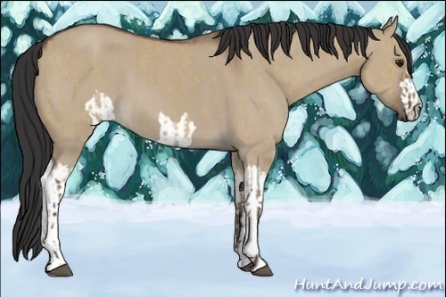 Horse Color:Unknown 