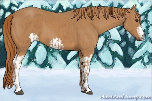 Horse Color:Unknown 