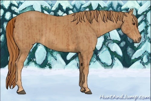 Horse Color:Unknown 